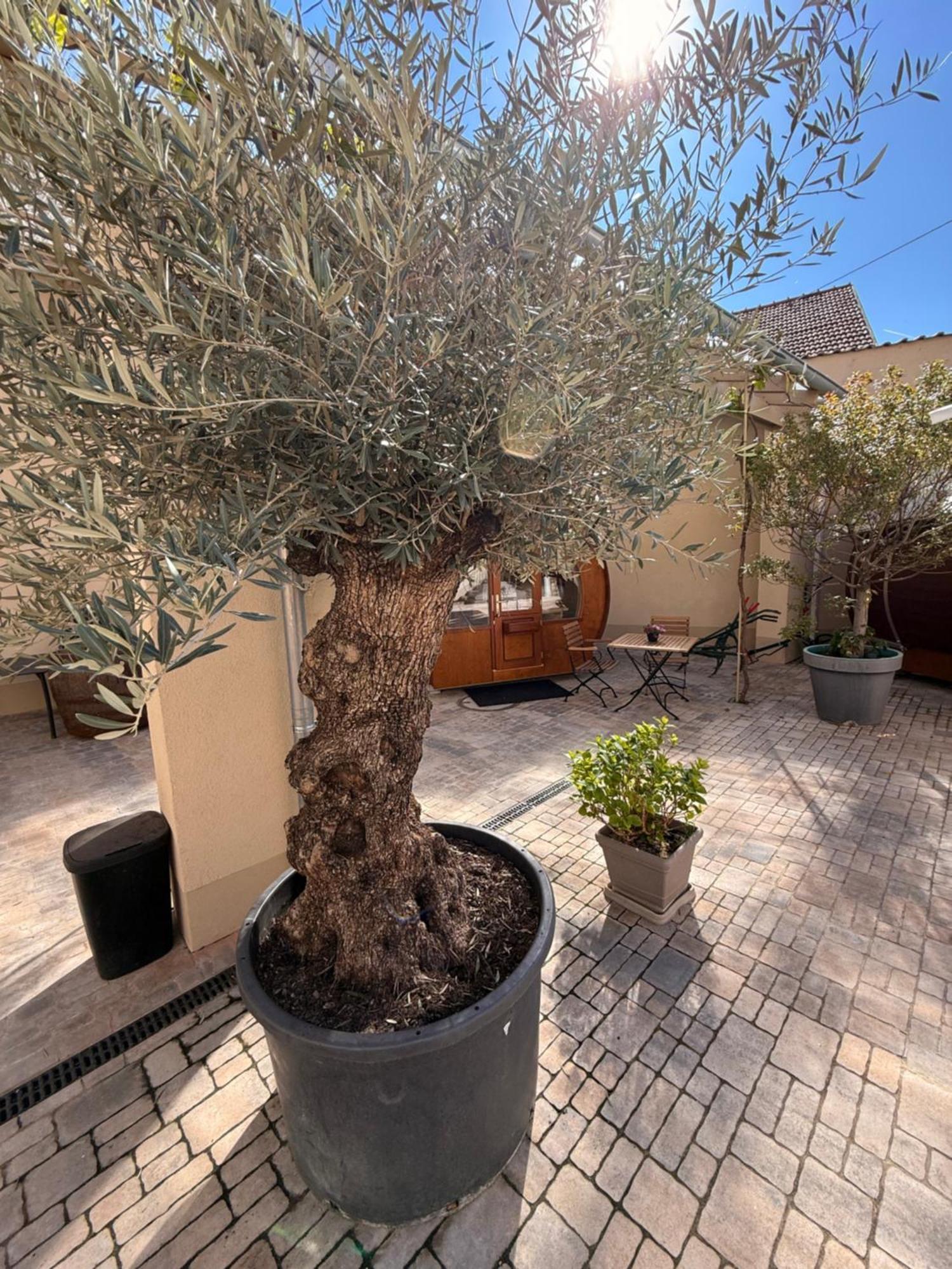 فندق Weinhaus Selmigkeit بينجين ام راين المظهر الخارجي الصورة